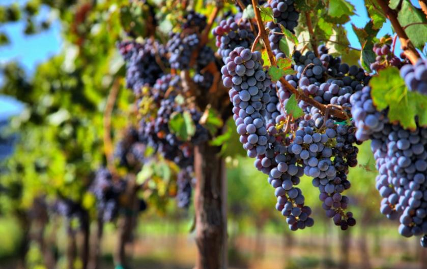 Will the UK become the new wine-producing power due to climate change?